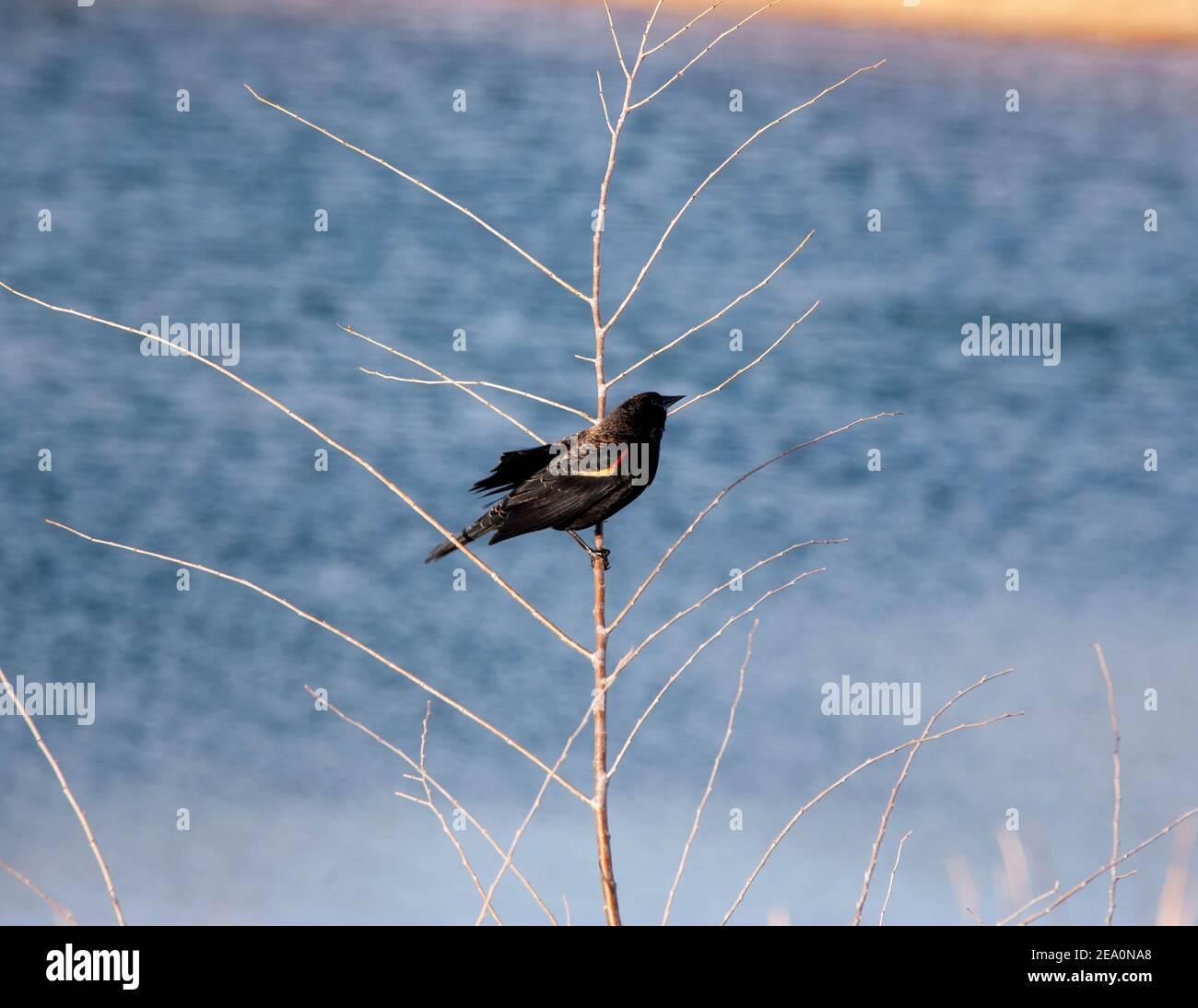 Rosso-winged Blackbird Foto Stock