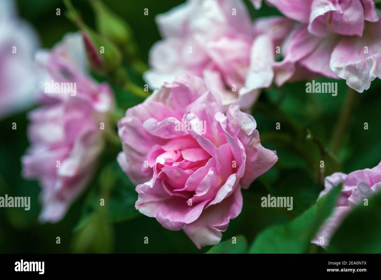 Closeup di rose di siepe rosa in fiore alla fine dell'estate Foto Stock