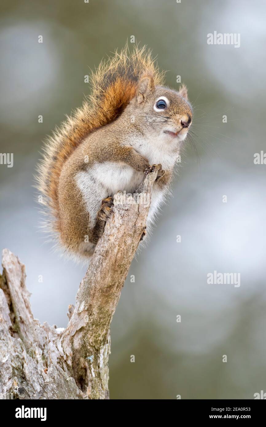 Squirrel Rosso Americano (Tamiasciurus hudsonicus), Inverno, e Nord America, di Dominique Braud/Dembinsky Photo Assoc Foto Stock