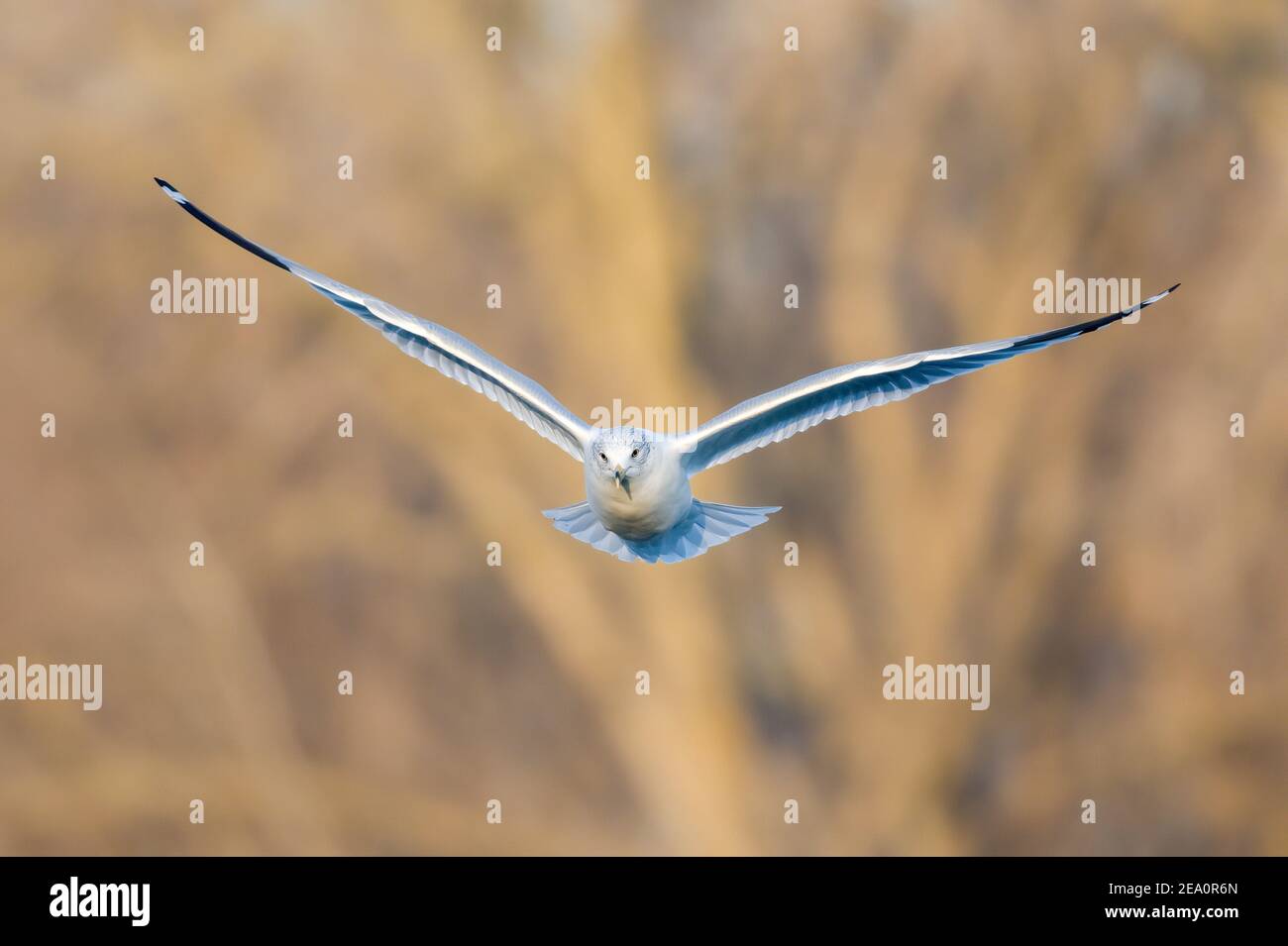 Gabbiano a testa circolare (Larus delawarensis) in volo, Nord America orientale, di Dominique Braud/Dembinsky Photo Assoc Foto Stock