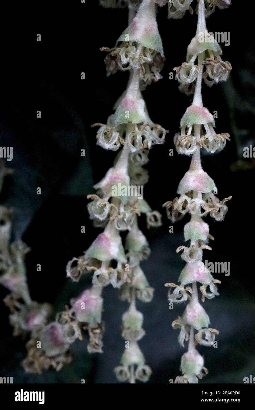 Garrya ellittica ‘James Roof’ Tassel in seta James Roof – lunghi gruppi di fiori verdi e rosa, febbraio, Inghilterra, Regno Unito Foto Stock