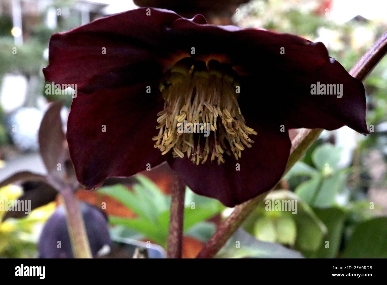 Helleborus x hybridus ‘Lucy Black’ Hellebore Lucy Black – molto profondo viola nero fiore rivolto verso l'esterno, febbraio, Inghilterra, Regno Unito Foto Stock