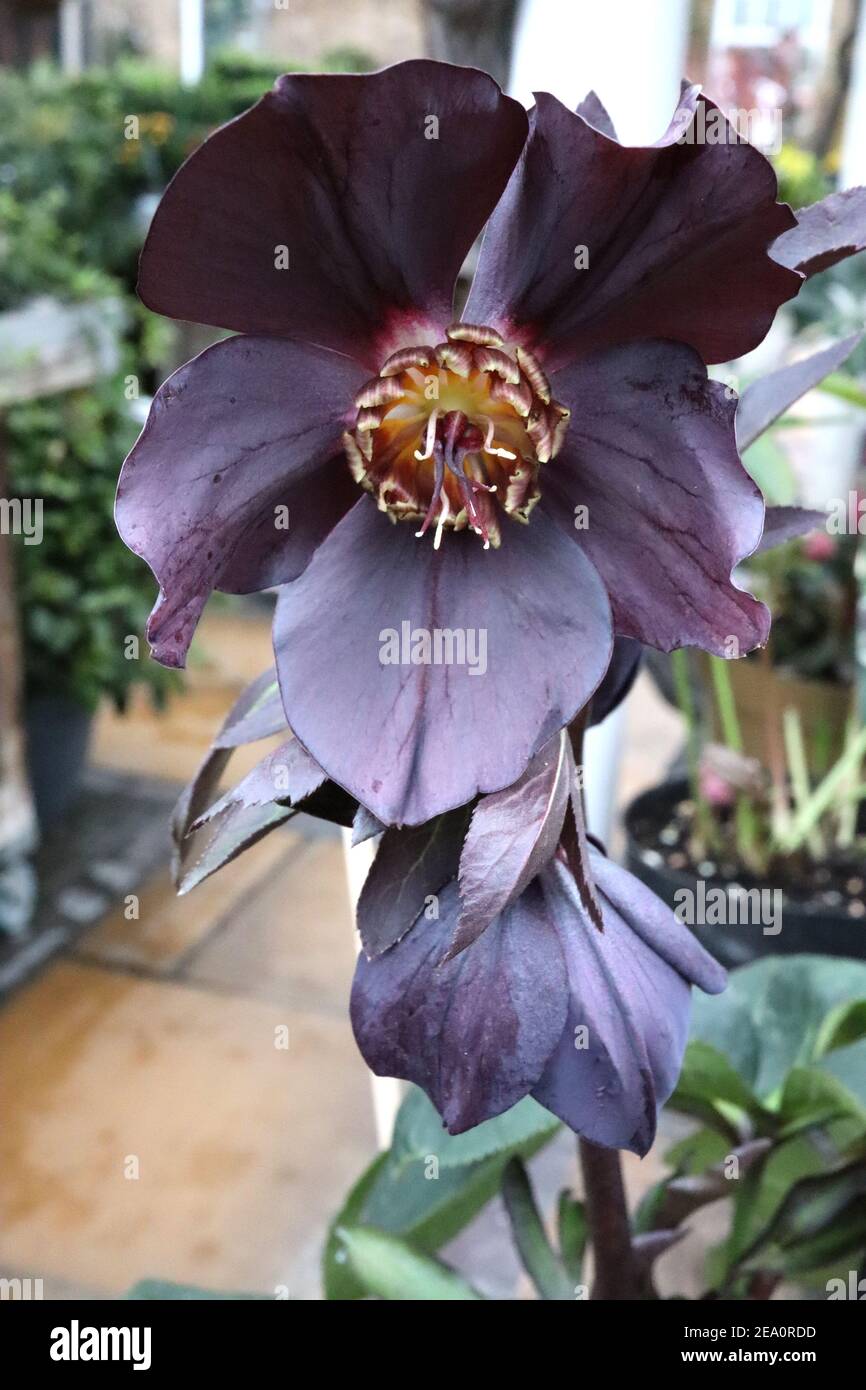 Helleborus x hybridus ‘Lucy Black’ Hellebore Lucy Black – molto profondo viola nero fiore rivolto verso l'esterno, febbraio, Inghilterra, Regno Unito Foto Stock