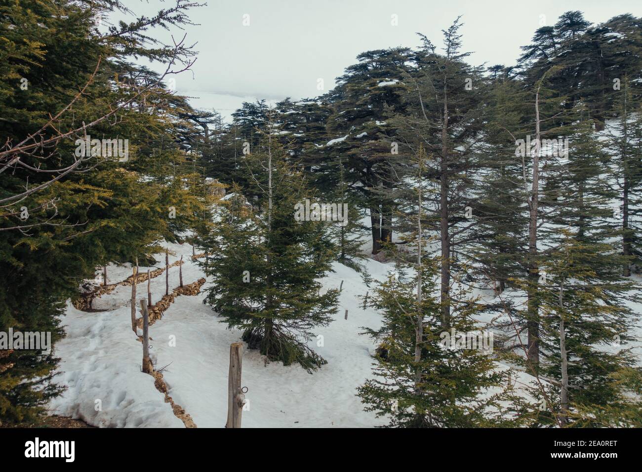 Cedri della foresta di Dio, patrimonio dell'umanità dell'UNESCO, nella valle di Kadisha, in Libano Foto Stock