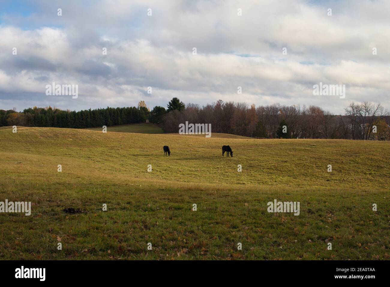 Due cavalli neri che pascolano in un campo la mattina d'autunno. Foto Stock