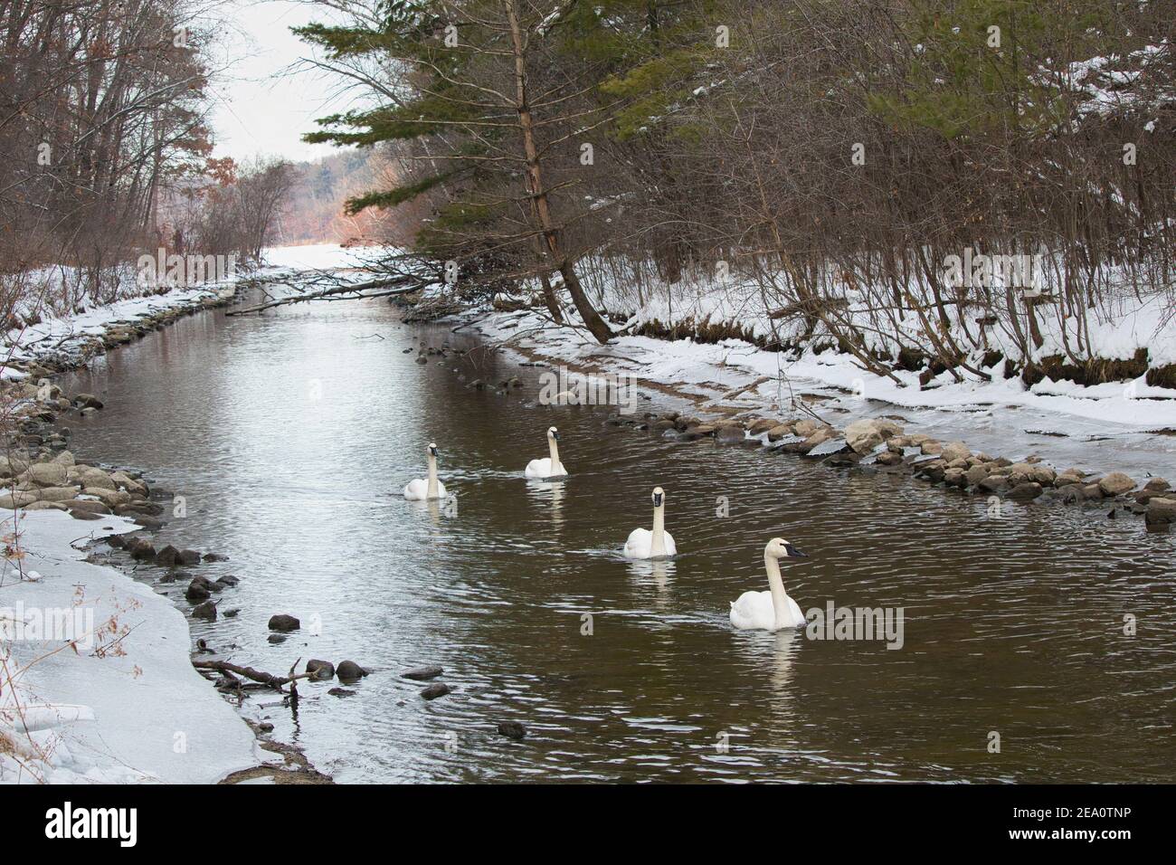 Paesaggio invernale con cigni trombettieri che nuotano in un torrente. Foto Stock