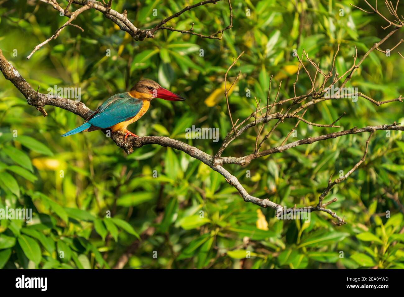 Un singolo kingfisher fatturato da Stork arroccato in un albero della foresta di mangrovie a Pasir Ris, Singapore Foto Stock