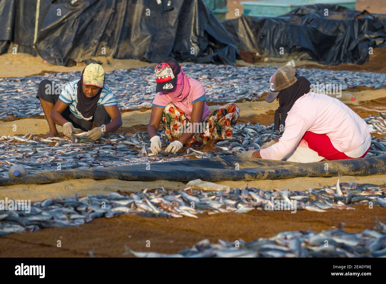 NEGOMBO, SRI LANKA - 03 FEBBRAIO 2020: Tre donne dello Sri Lanka ordinano il pesce per essiccare Foto Stock