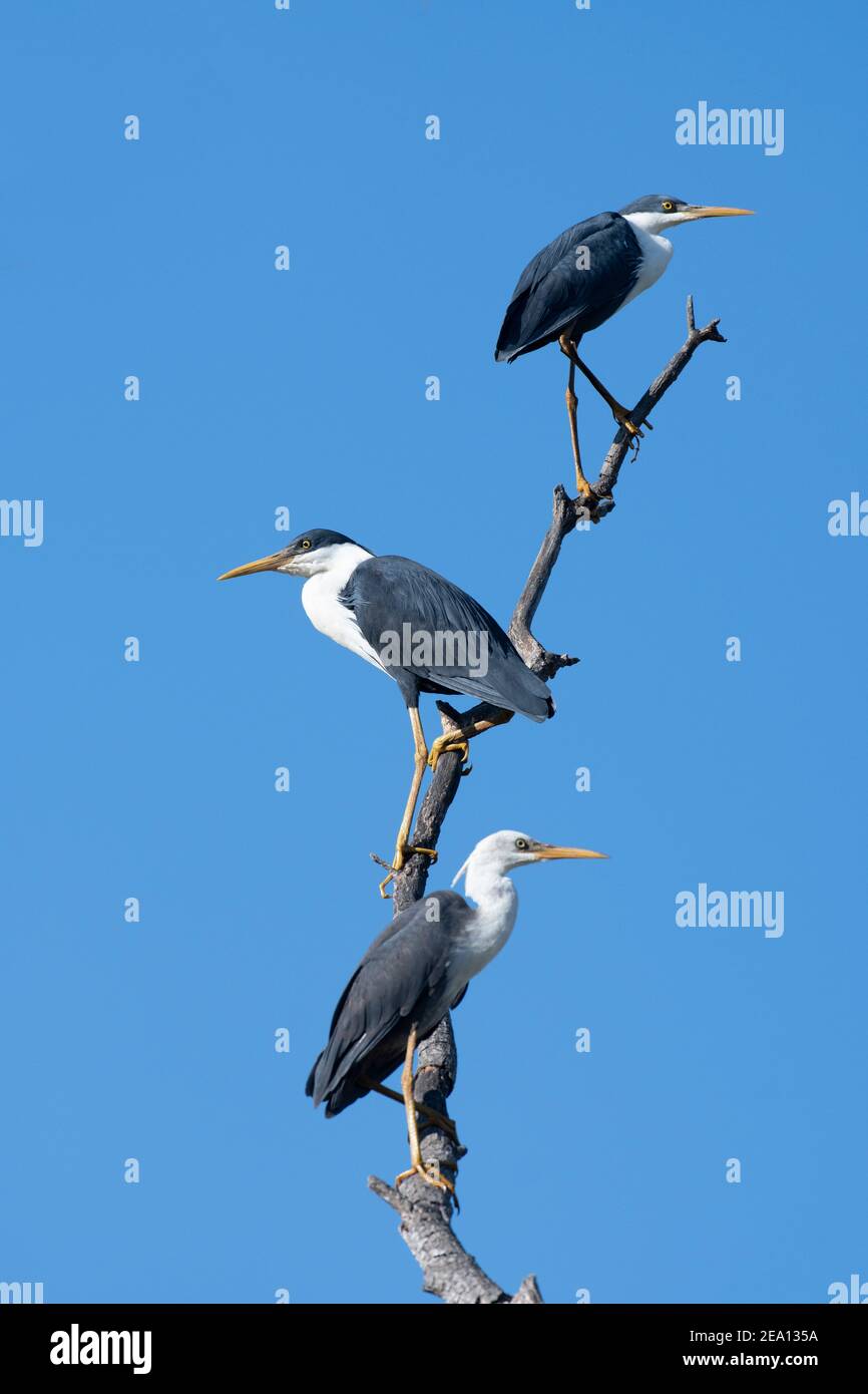 Due adulti e uno immaturo Pied Herons (Ardea picata) sono appollaiati su un ramo, Fogg Dam, Northern Territory, NT, Australia Foto Stock