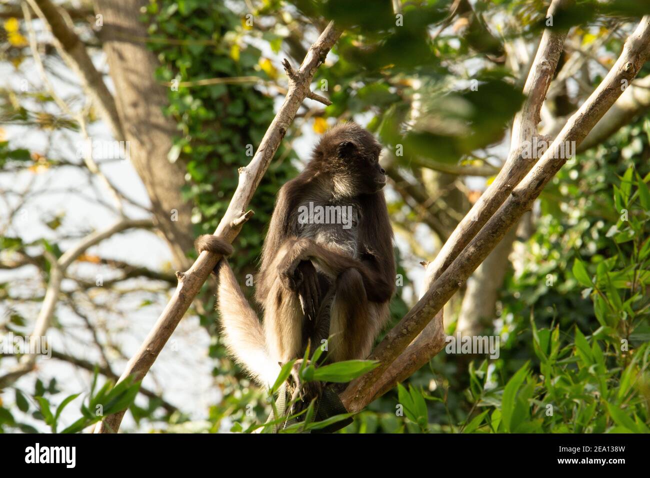 Scimmia ragno marrone (Ateles hybridus) una scimmia ragno marrone che si rilassa in un albero con la luce del mattino Foto Stock