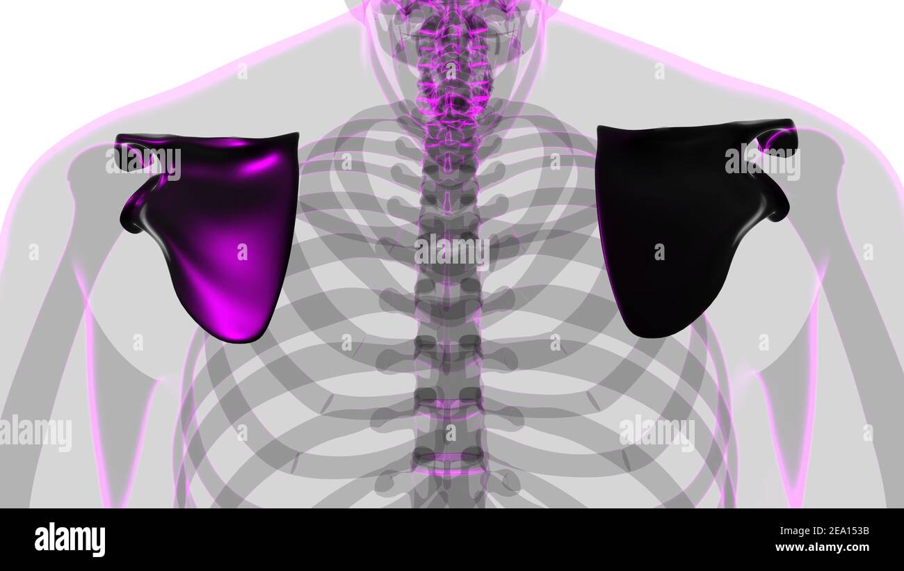 Anatomia scheletrica umana Scapula Bone 3D rendering for Medical Concept Foto Stock