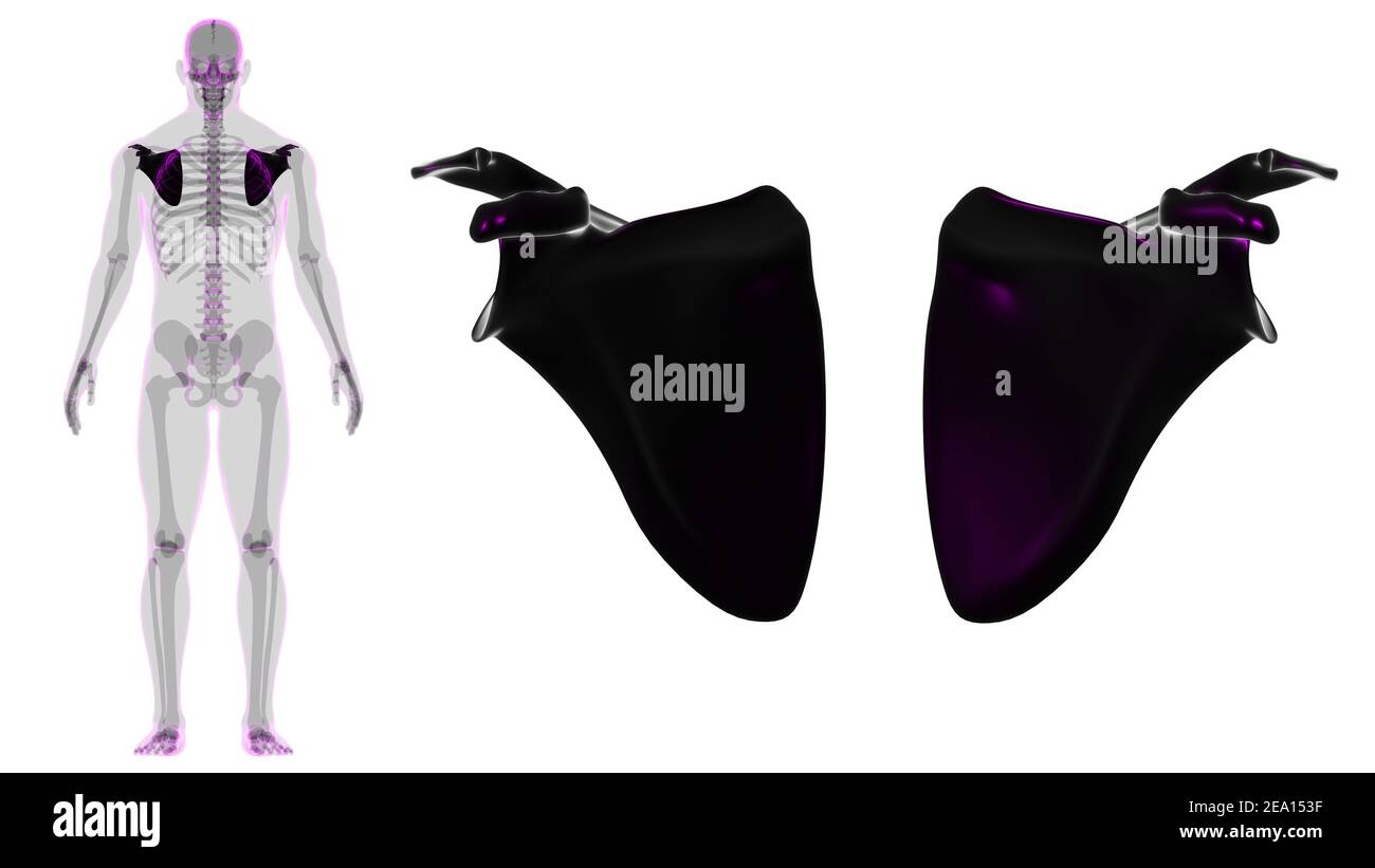 Anatomia scheletrica umana Scapula Bone 3D rendering for Medical Concept Foto Stock