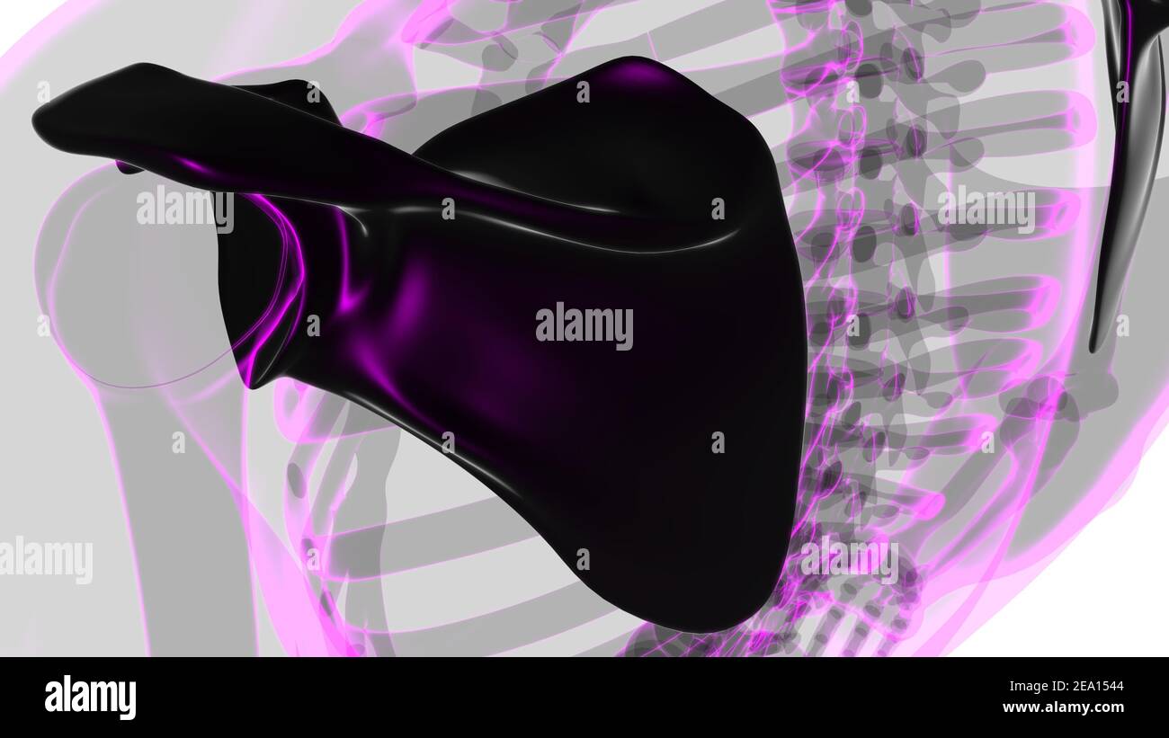 Anatomia scheletrica umana Scapula Bone 3D rendering for Medical Concept Foto Stock