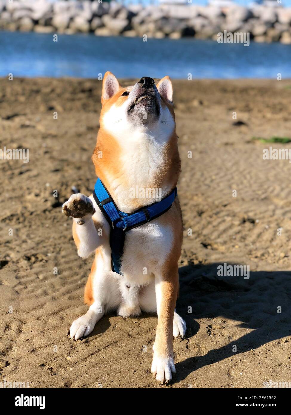 Un'immagine verticale di Shiba Inu marrone con imbracatura che guarda su una spiaggia di sabbia Foto Stock