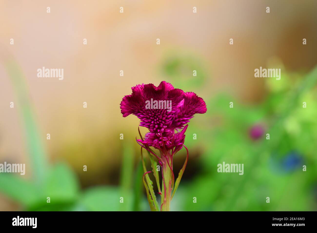Celosia argentea var cristata Foto Stock