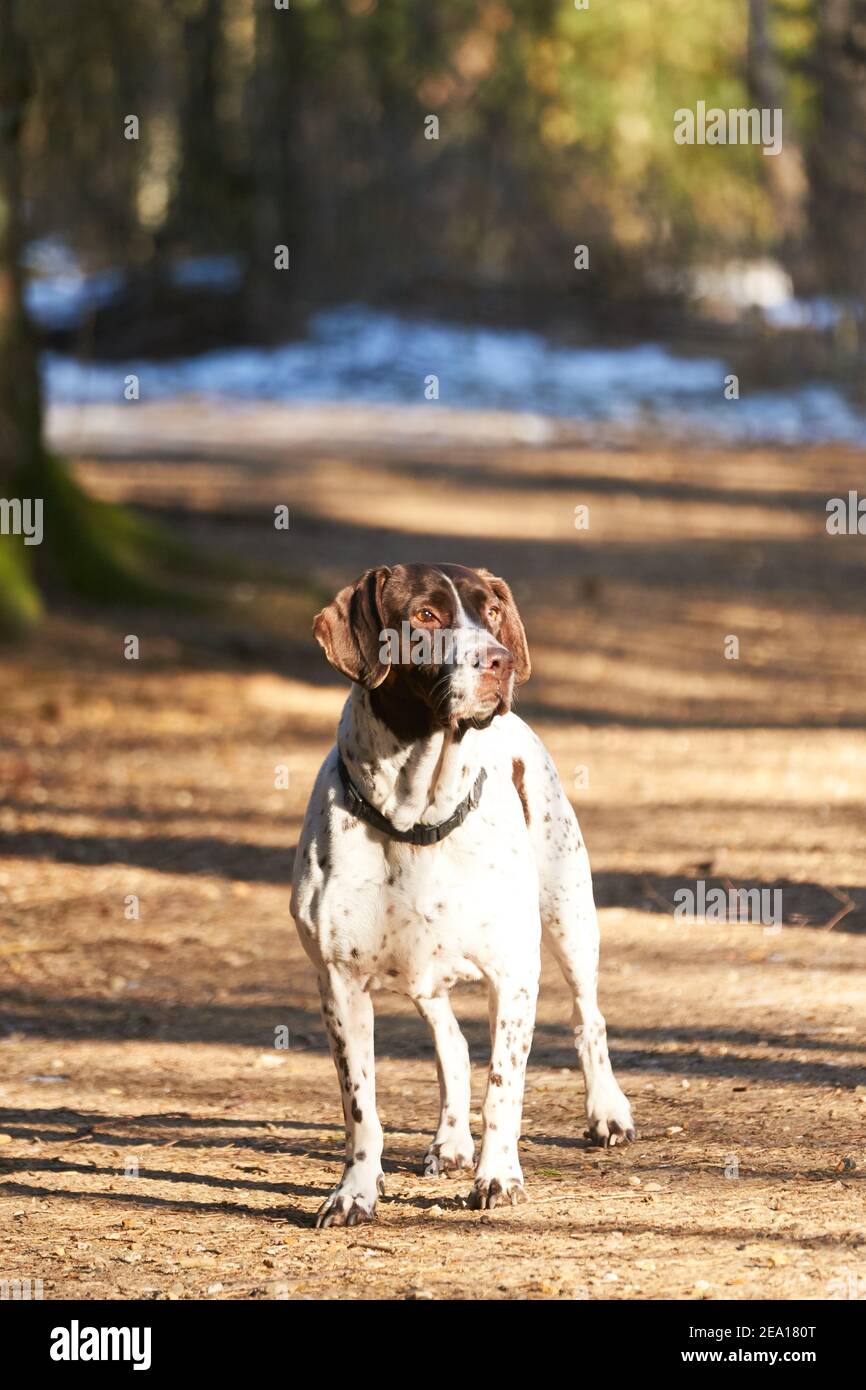 Ritratto del vecchio cane danese puntatore in piedi sul percorso in foresta in inverno Foto Stock