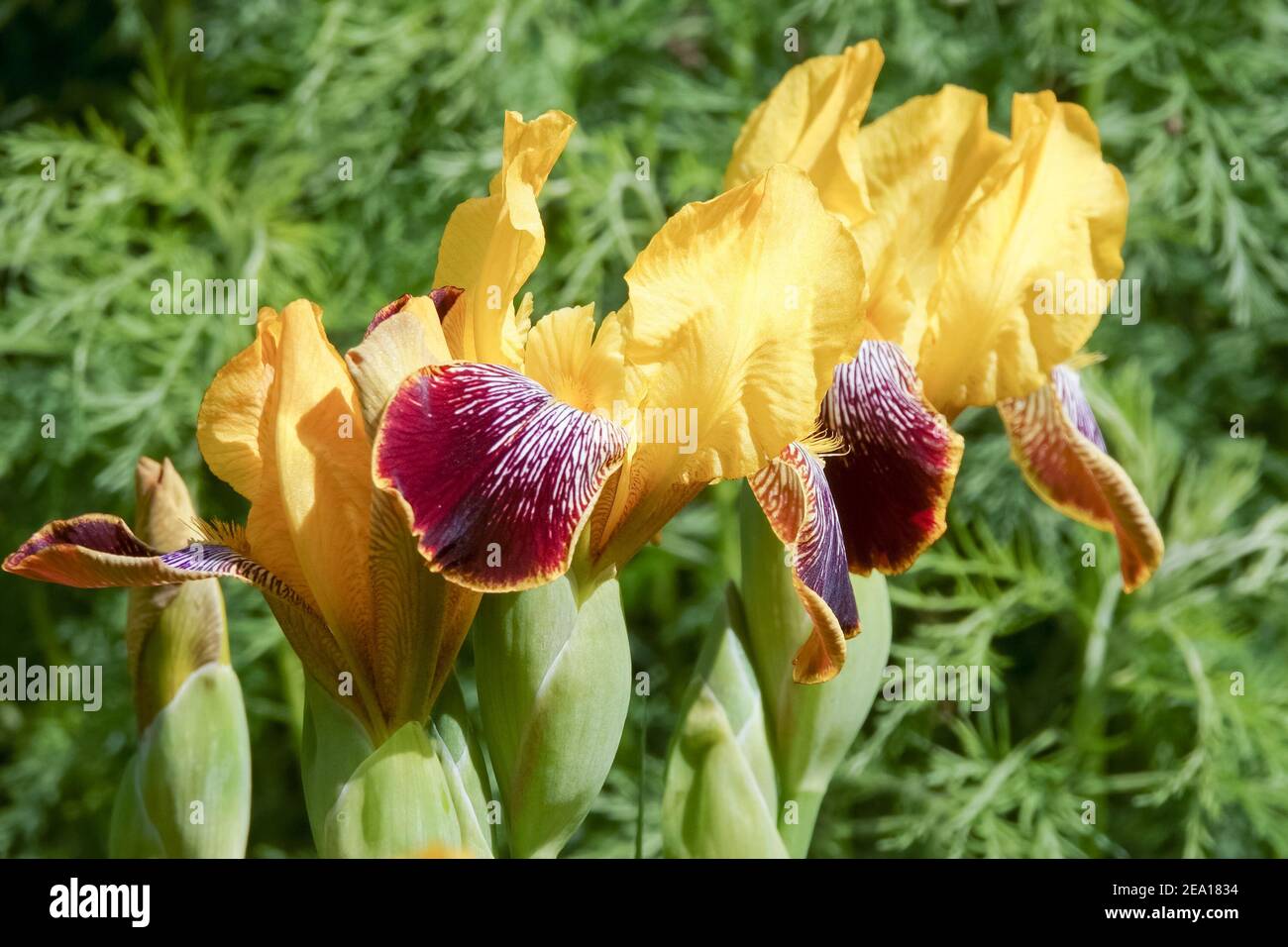 Reblooming Beared Foto Stock