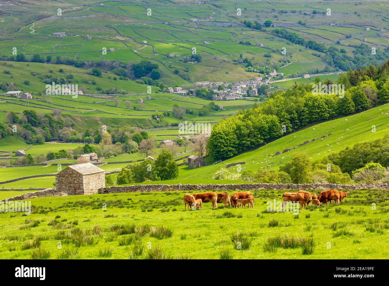 Lo Yorkshire Dales in estate con granai di pietra, muratura a secco e una mandria di mucche Limousin con i loro vitelli in un prato verde lussureggiante sopra la villa Foto Stock