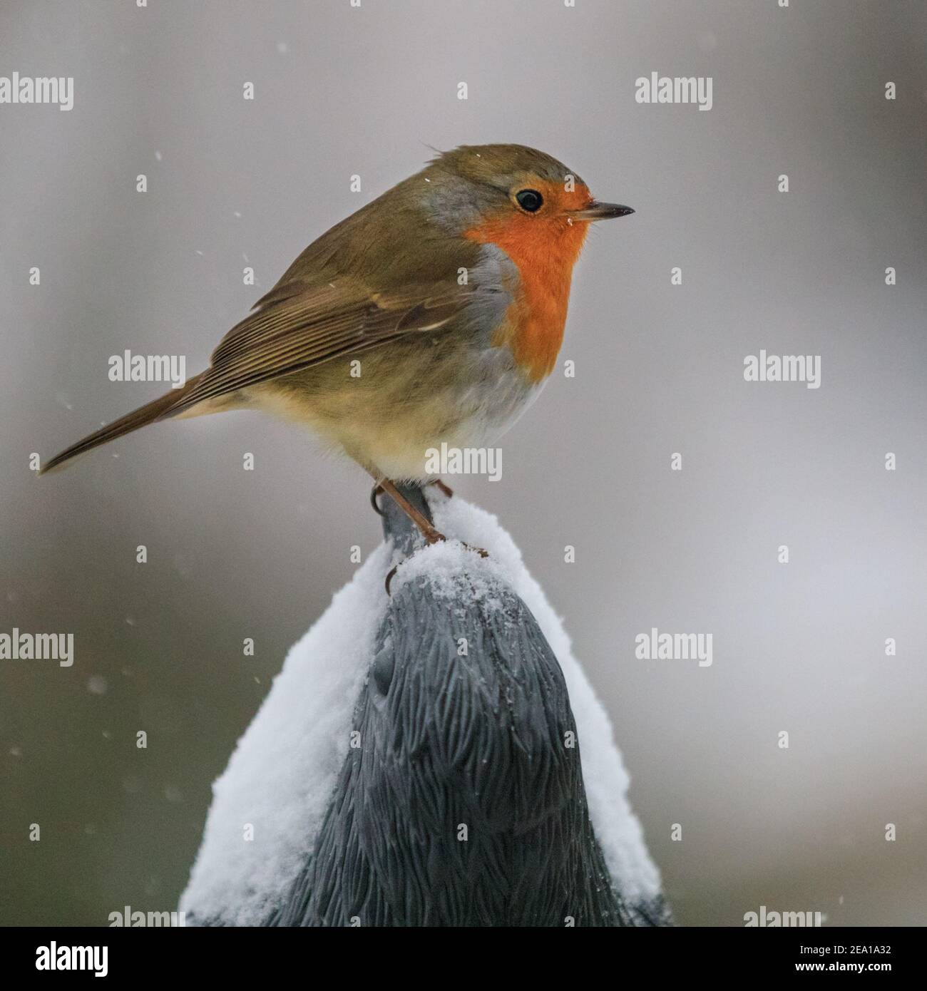 Haltern, NRW, Germania. 07 febbraio 2021. Un piccolo robin (Erithacus ruboecula) cerca i semi in un giardino nevoso. Fino a 30cm di neve cadde durante la notte e la domenica mattina nel Nord Reno-Westfalia e in altre parti della Germania. Credit: Imageplotter/Alamy Live News Foto Stock