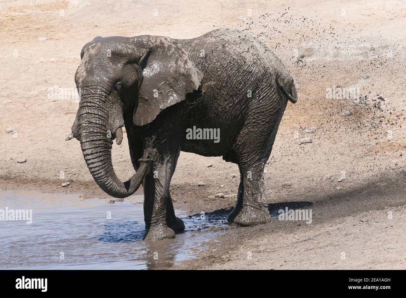 Elefante giovane di toro che si gode UNO spruzzi di fango al Parco Nazionale di Etosha, Namibia Foto Stock