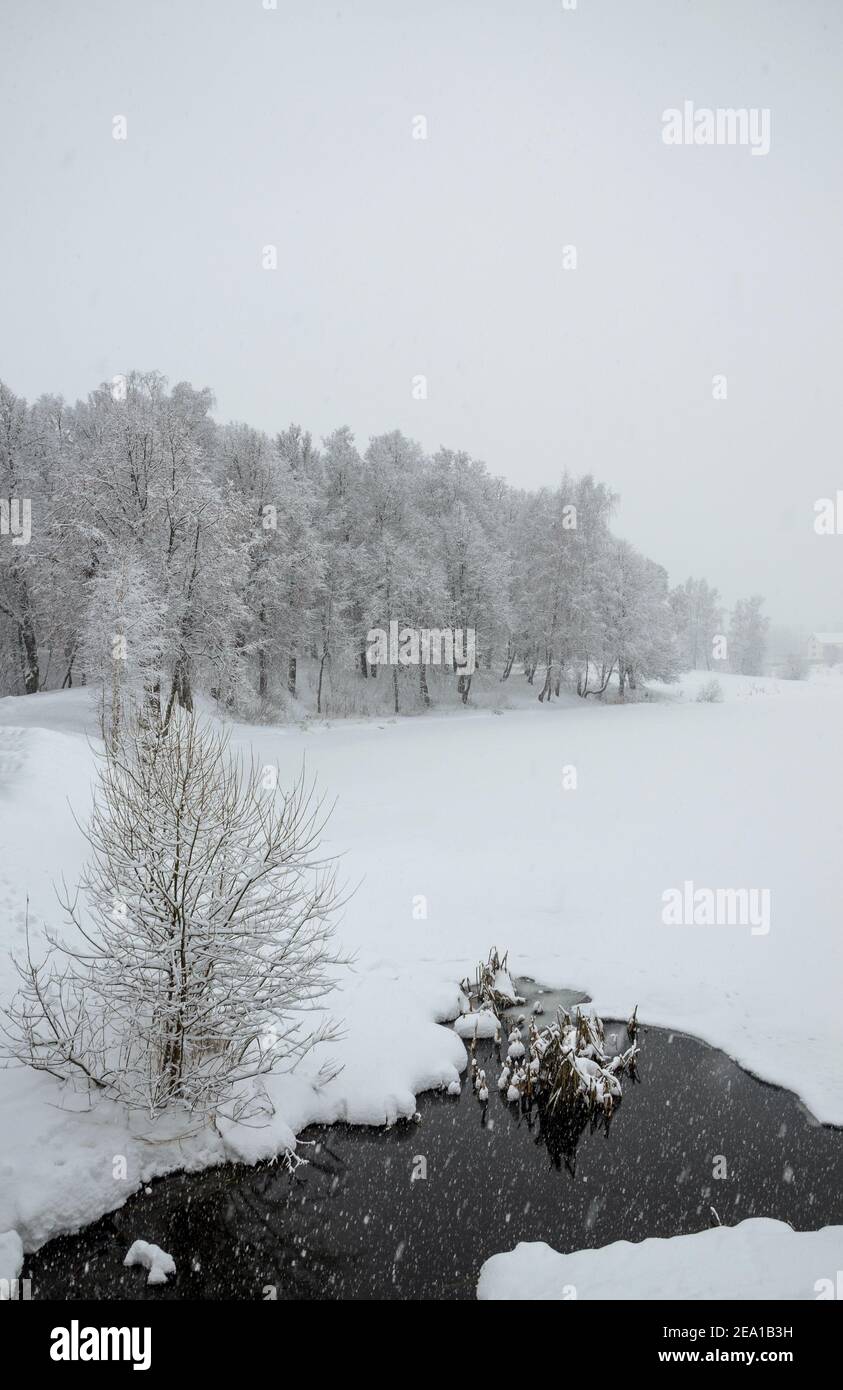 Sereno paesaggio invernale con alberi innevati nel parco durante le forti nevicate. Foto Stock