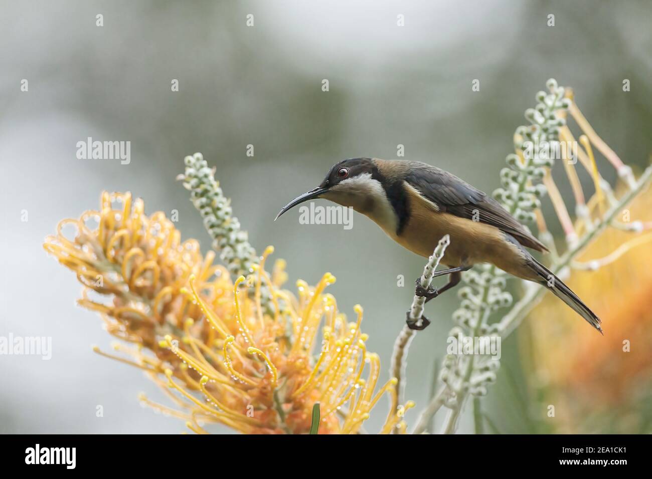 eastern Spinebill, Acanthorhynchus tenuirostris, adulta che si nuda al nettare di fiore tropicale, Queensland, Australia Foto Stock