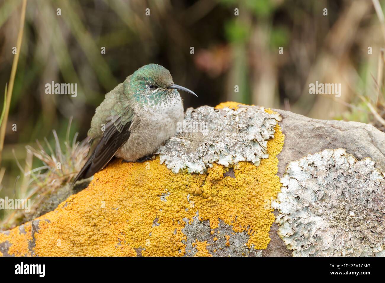 Equadoriana Hillstar hummingbird, Oreotropchilus chimborazo, singolo adulto arroccato su roccia coperta di licheni, Antisana, Ande Ecuador, 6 novembre 2013 Foto Stock