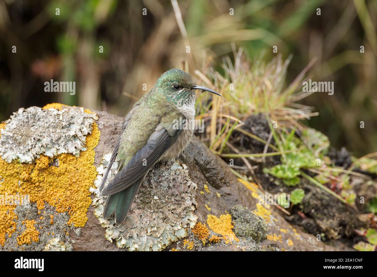 Equadoriana Hillstar hummingbird, Oreotropchilus chimborazo, singolo adulto arroccato su roccia coperta di licheni, Antisana, Ande Ecuador, 6 novembre 2013 Foto Stock