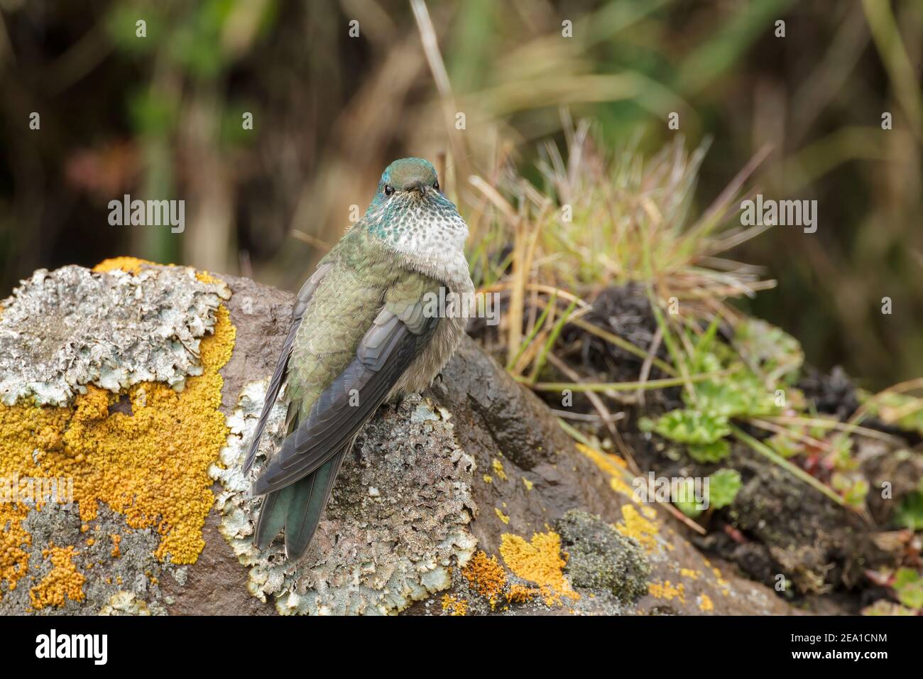 Equadoriana Hillstar hummingbird, Oreotropchilus chimborazo, singolo adulto arroccato su roccia coperta di licheni, Antisana, Ande Ecuador, 6 novembre 2013 Foto Stock