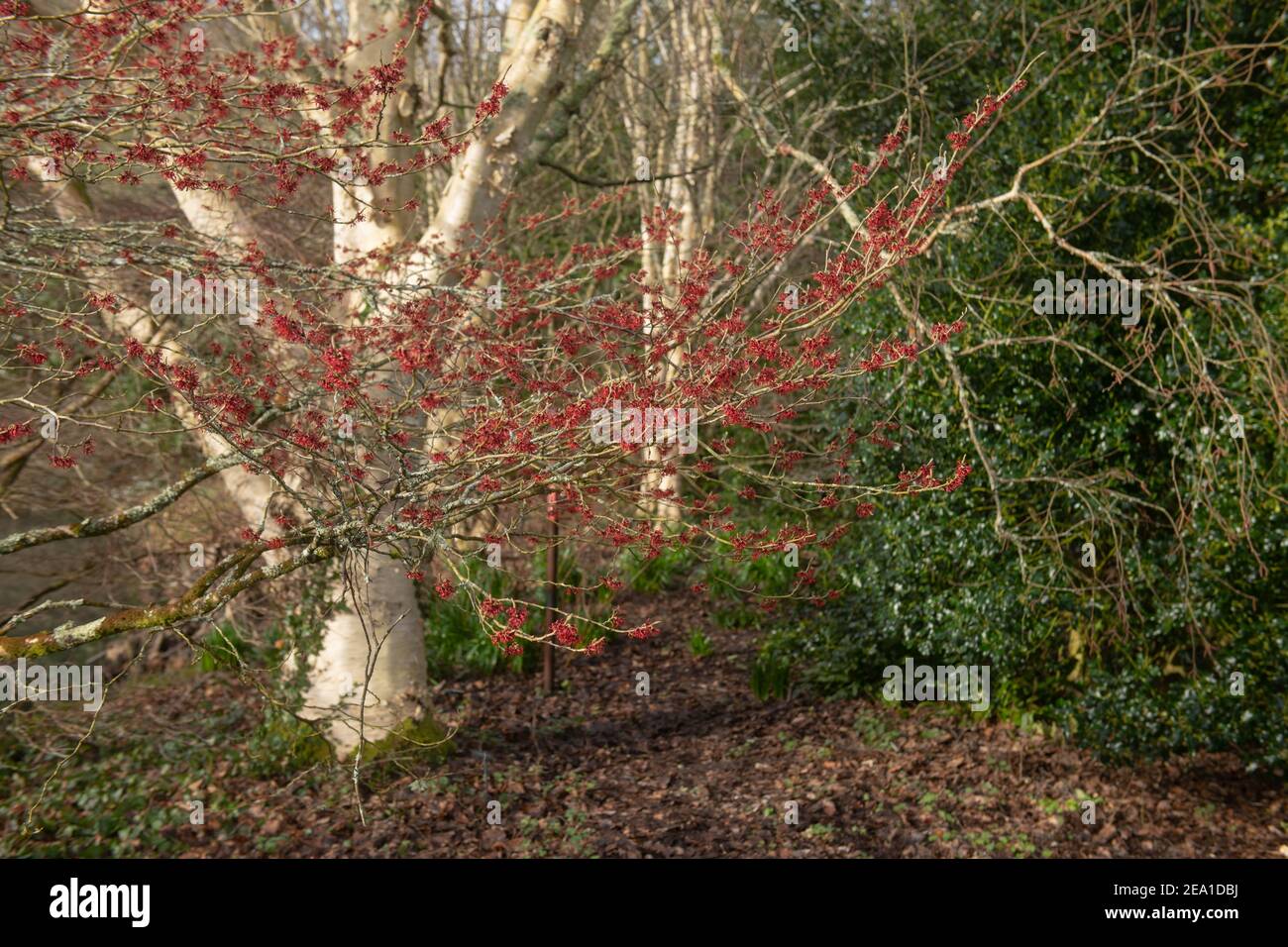Fiori rossi su un arbusto cinese Witch Hazel in fiore d'inverno (Hamamelis mollis 'Coombe Wood') Crescere da un lago in un giardino di bosco in Rurale Devon Foto Stock