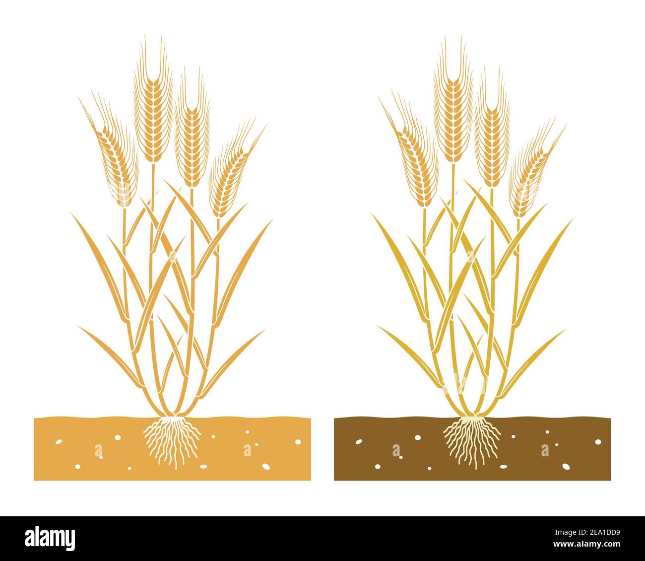 pianta di grano con foglie e spighe di grano Illustrazione Vettoriale