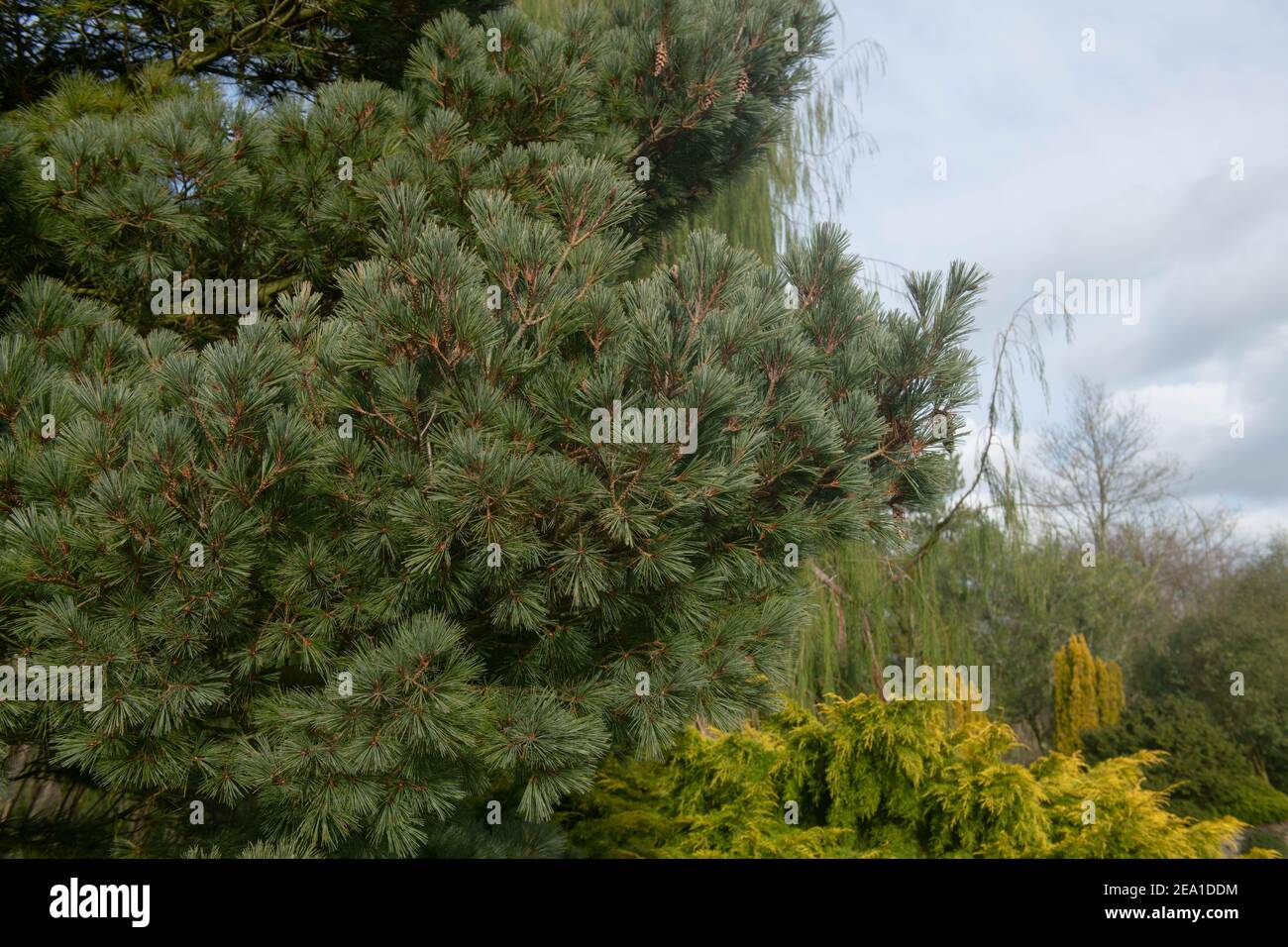Foliage invernale Verde scuro e su un albero di Weymouth o di Pino Bianco Orientale (Pinus strobus 'Kruger's Lilliput') che cresce in un giardino nel Devon Rurale, Inghilterra Foto Stock