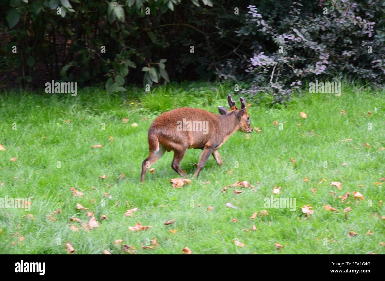 Muntjac cinese (Muntiacus reevesi), conosciuto anche come il Muntjac di Reeves allo Zoo di Francoforte sul meno, Assia, Germania Foto Stock