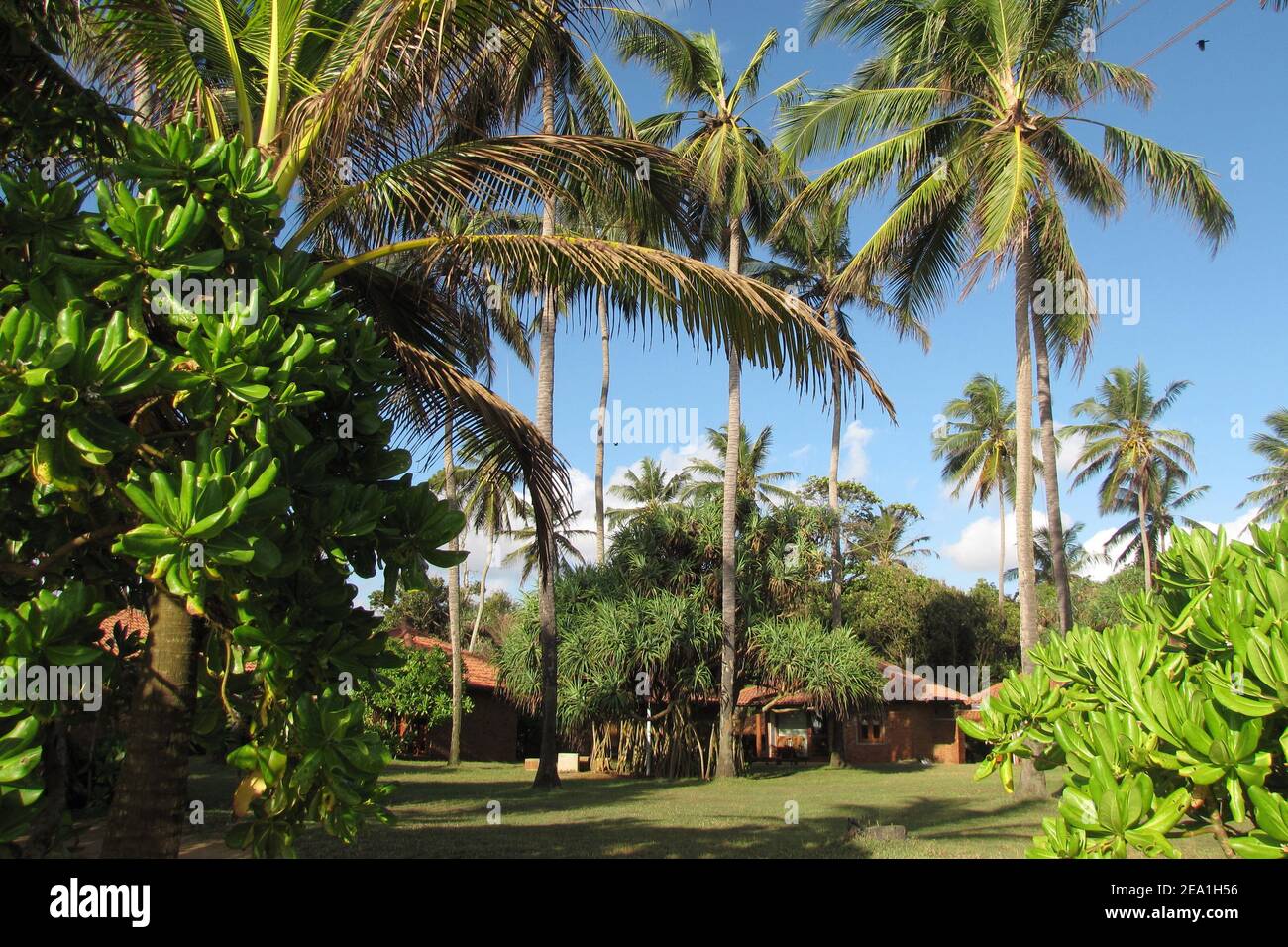 Vista mare, bungalow vacanze eco-friendly circondati da palme a Ranweli, Waikkal spiaggia, Sri Lanka. Prospettiva dalla linea di terra. Foto Stock