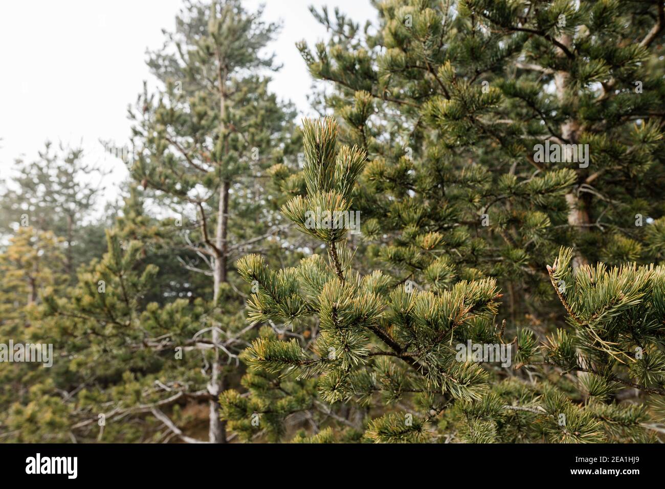 Primo piano di aghi di abete nella foresta Foto Stock