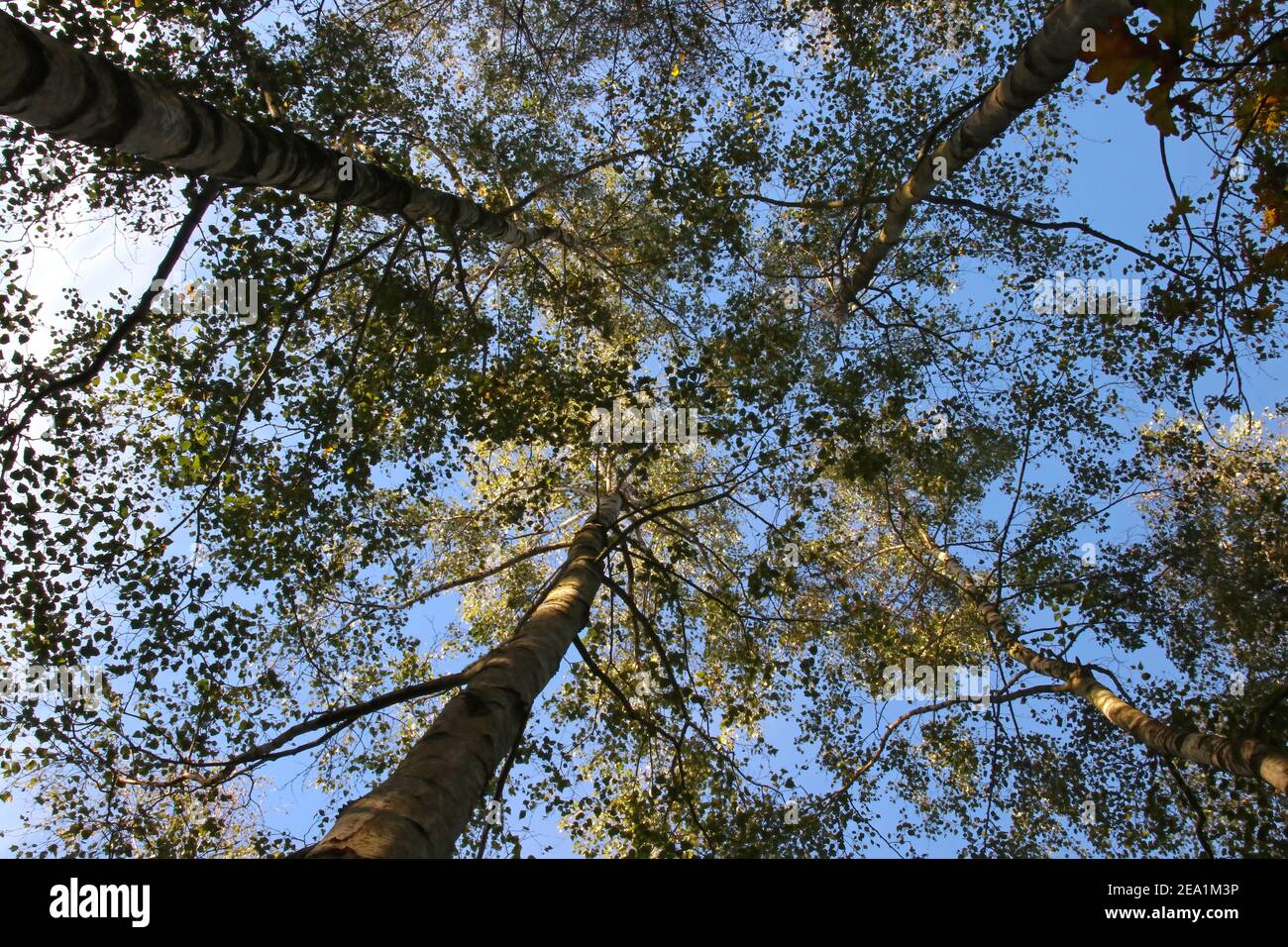 Guardando verso l'alto da un angolo basso al sole e. cielo blu attraverso le cime degli alberi in un pf di legno Alberi di betulla Foto Stock