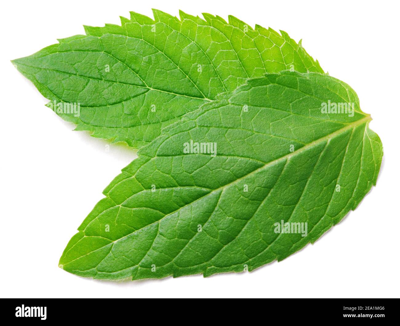 Due foglie fresche di menta cruda isolate su sfondo bianco. Profondità di campo completa. Foto Stock