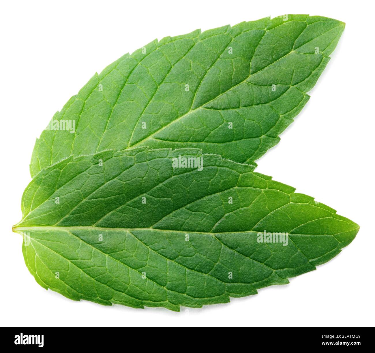 Due foglie fresche di menta cruda isolate su sfondo bianco Foto Stock