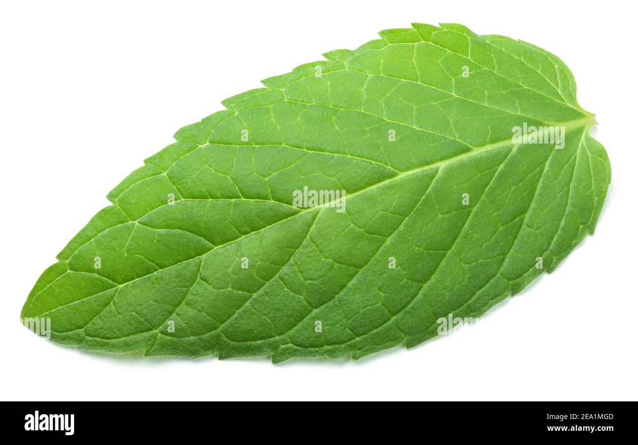 Foglie fresche di menta verde cruda isolate su sfondo bianco Foto Stock