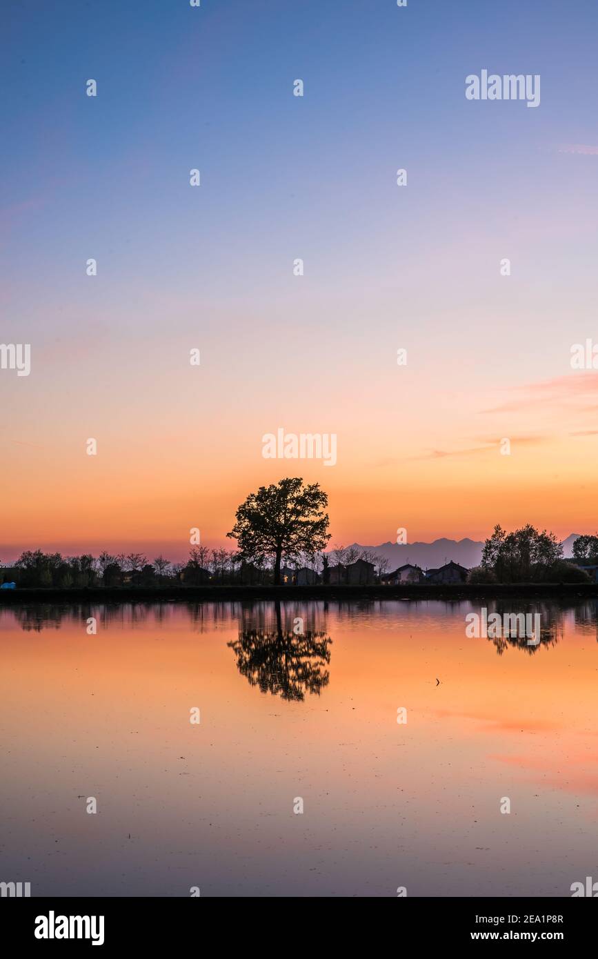 Tra le province di Vercelli e Novara, oltre il 90% dell'intera produzione di riso italiano è coltivato. La qualità di Carnaroli è la più utilizzata dai migliori Foto Stock