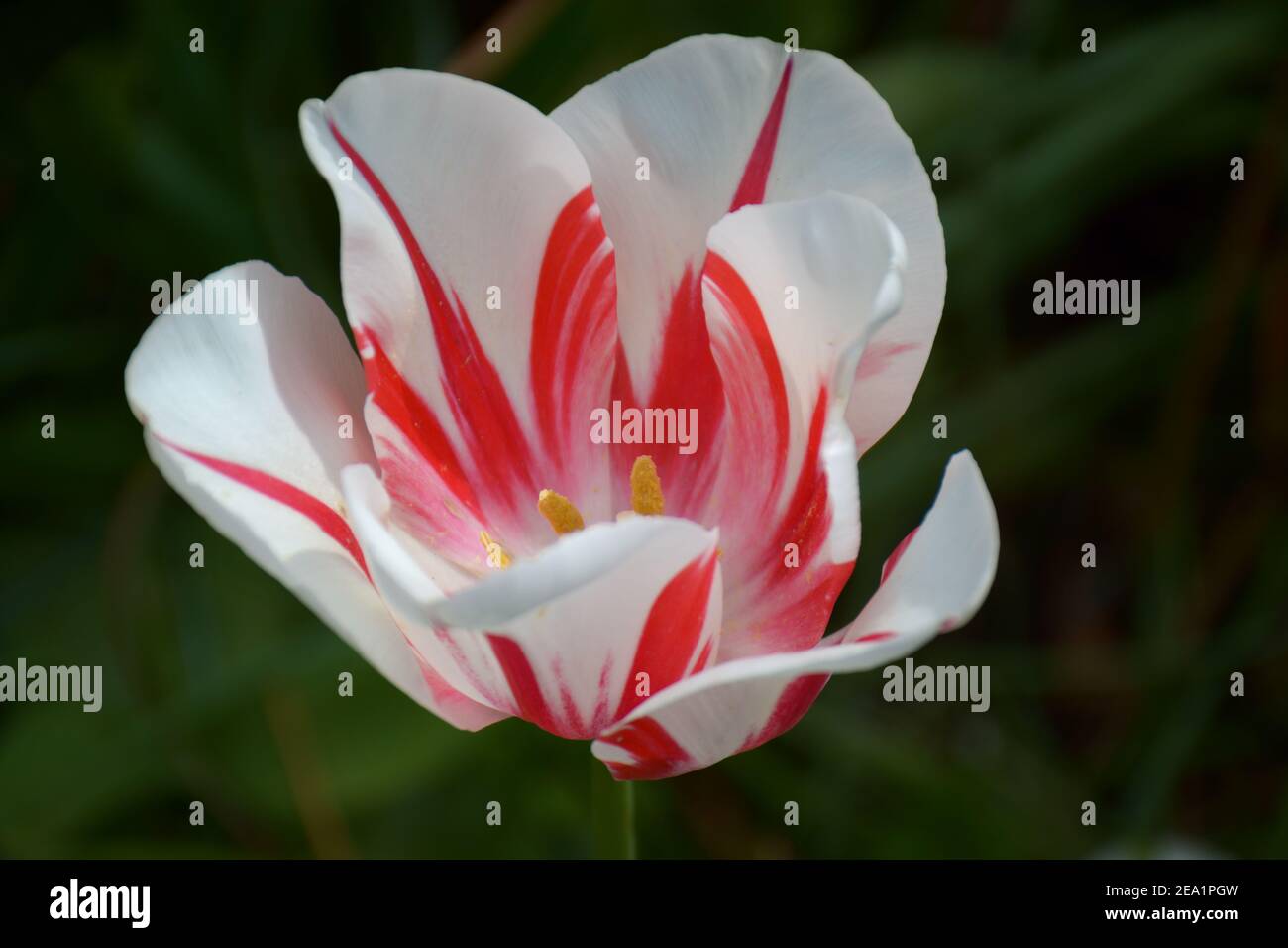 Uno in piena fioritura presso i Giardini Keukenhof, conosciuti anche come il Giardino d'Europa. Uno dei più grandi giardini di fiori nel comune di Lisse in t Foto Stock