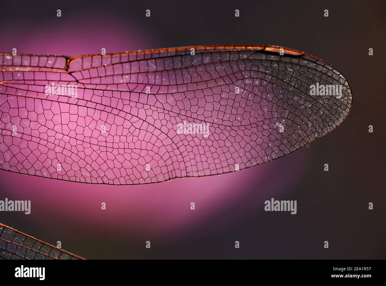 Vista ravvicinata delle ali della libellula Foto Stock