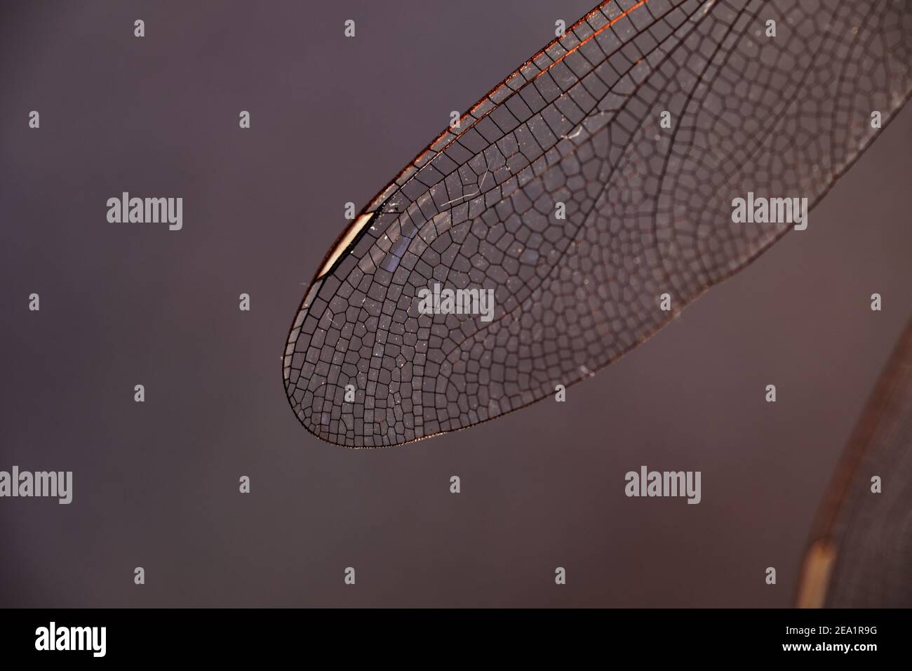 Vista ravvicinata delle ali della libellula Foto Stock