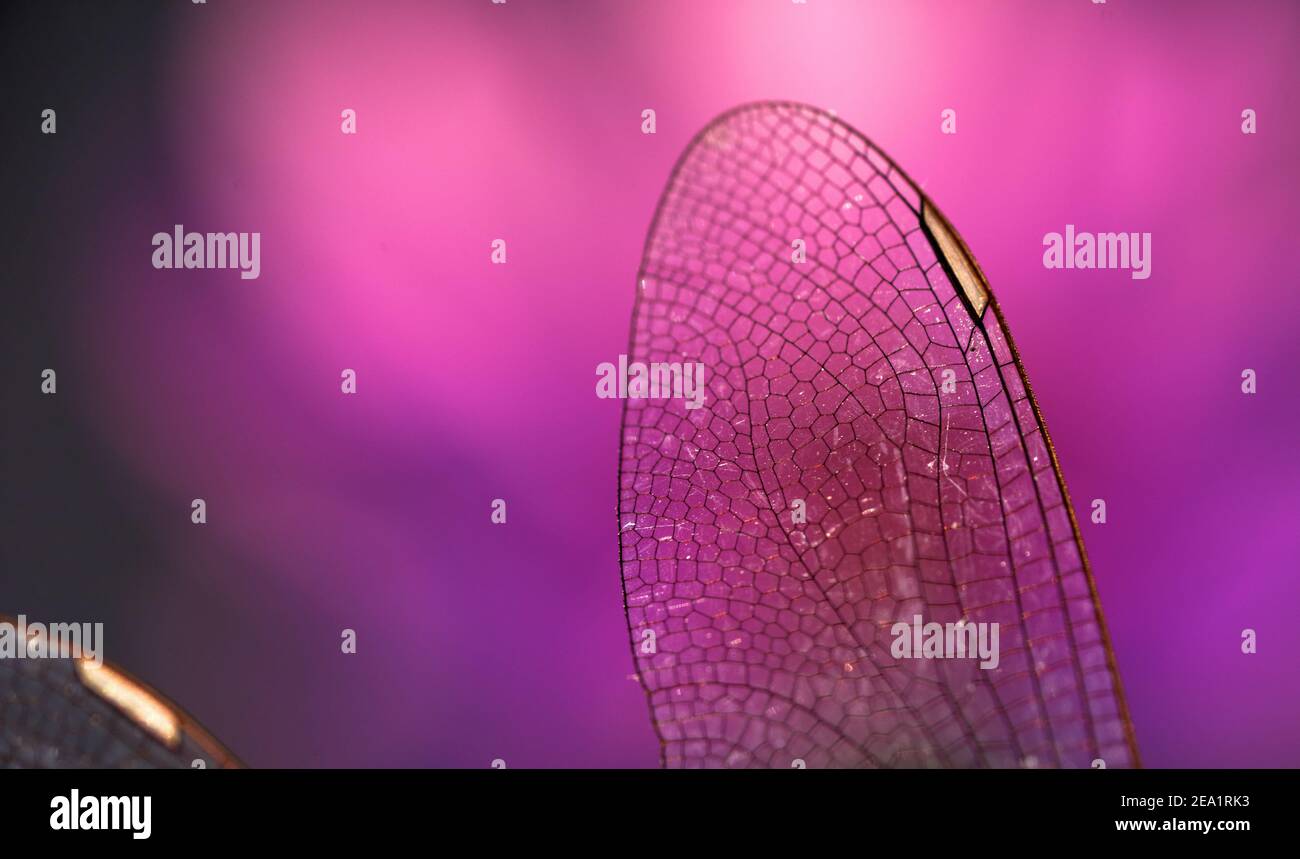 Vista ravvicinata delle ali della libellula Foto Stock