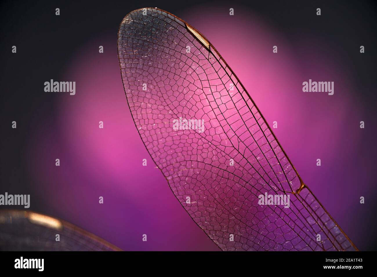Vista ravvicinata delle ali della libellula Foto Stock