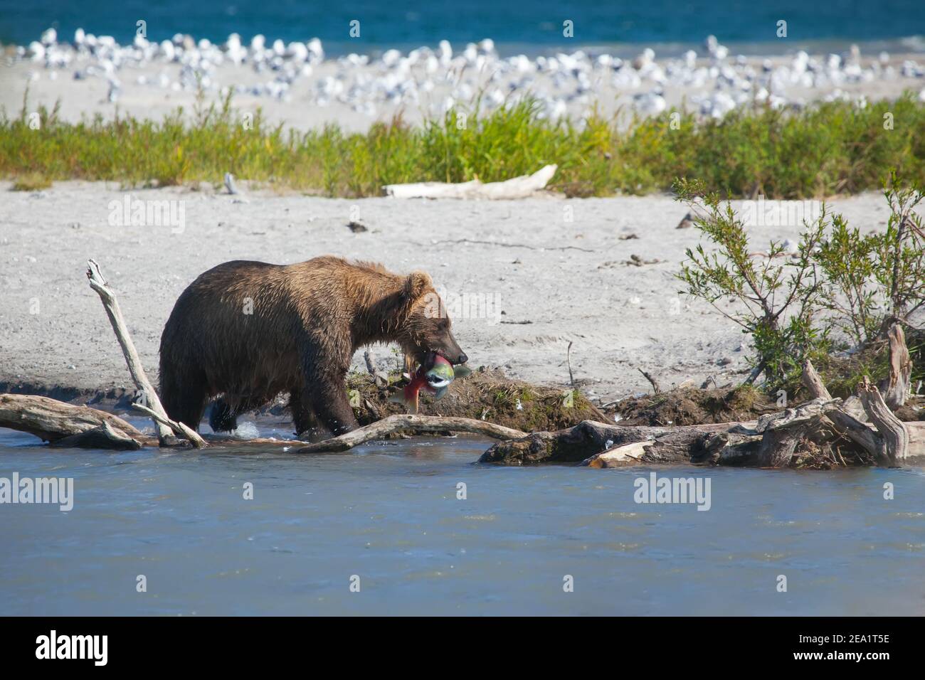 Un marrone orso selvatico pesca nel Curili lago. Kkronotsky riserva naturale. La Kamchatka. La Russia. Foto Stock