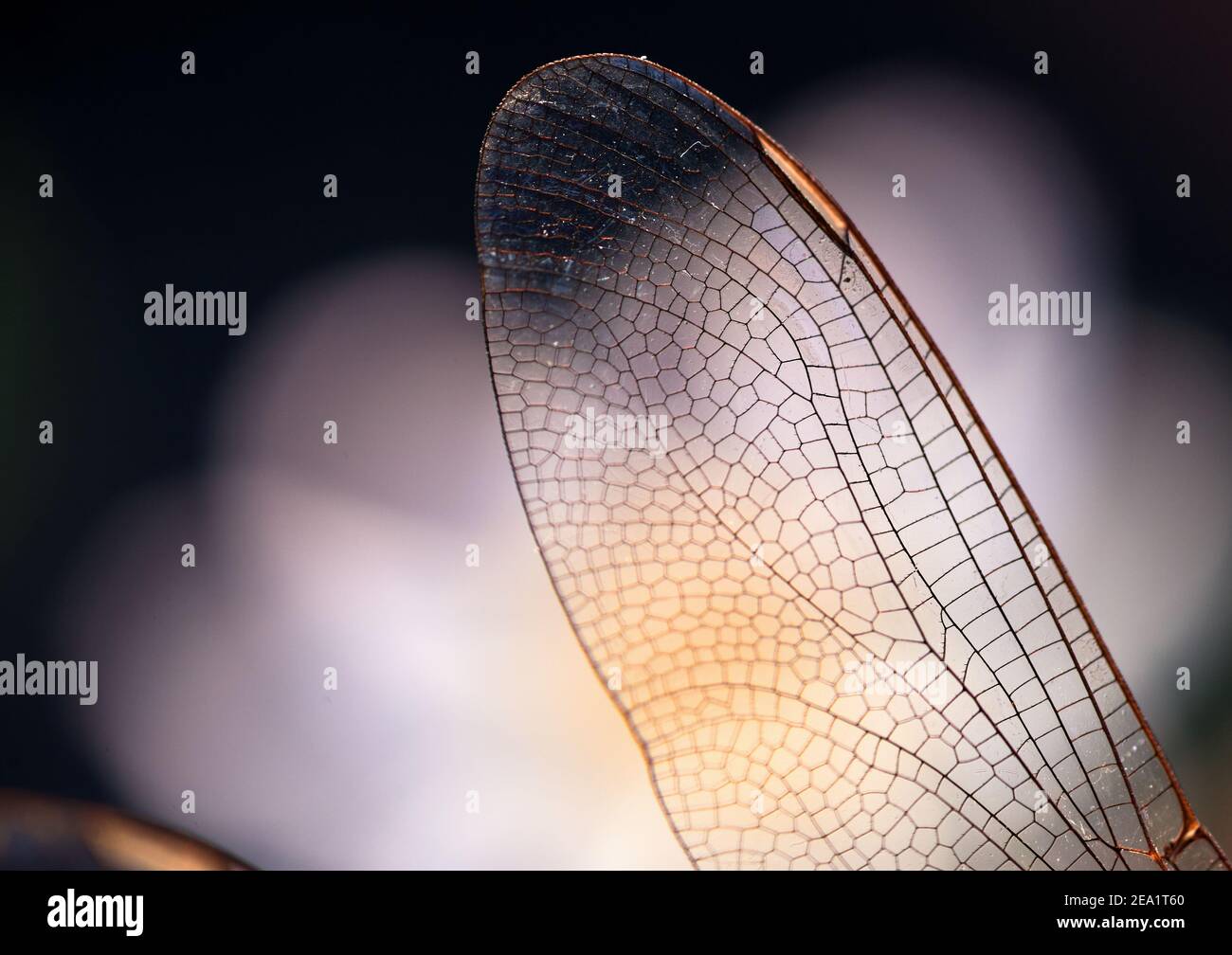Vista ravvicinata delle ali della libellula Foto Stock