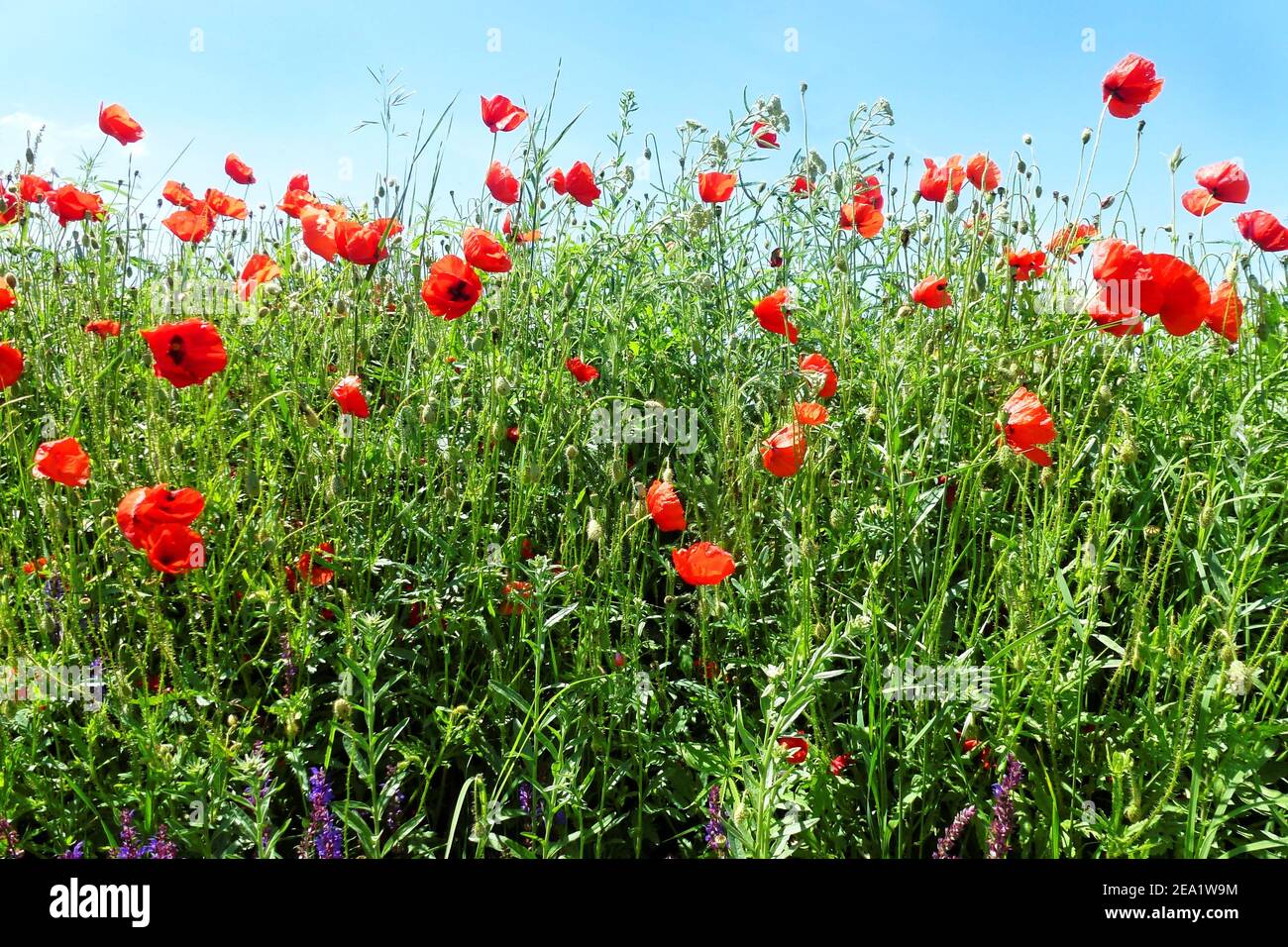 Fioritura di fiori di papavero e altri fiori selvatici in primavera Foto Stock
