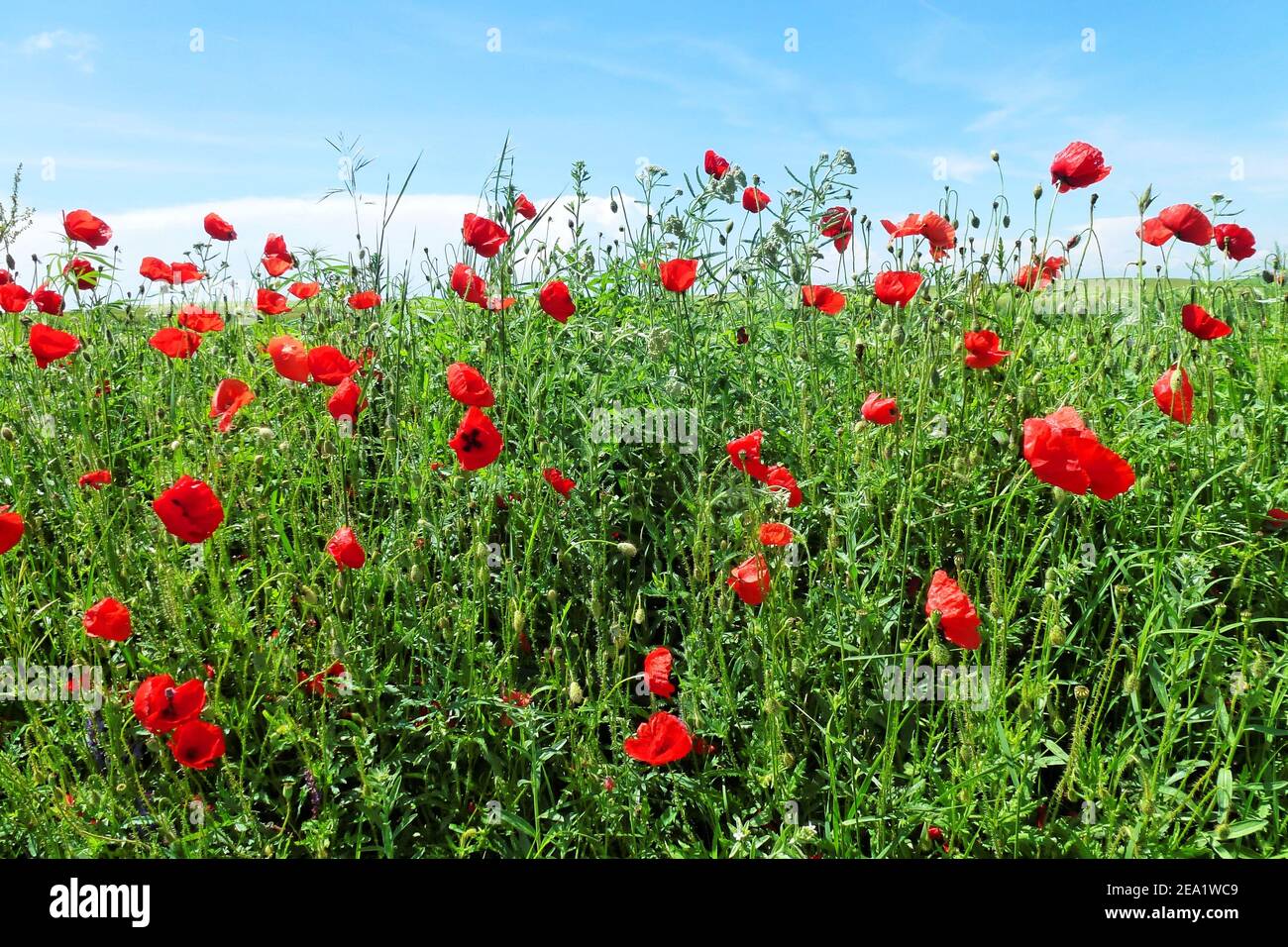 Fioritura di fiori di papavero e altri fiori selvatici in primavera Foto Stock
