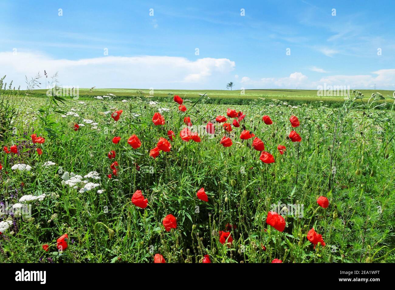 Fioritura di fiori di papavero e altri fiori selvatici in primavera Foto Stock